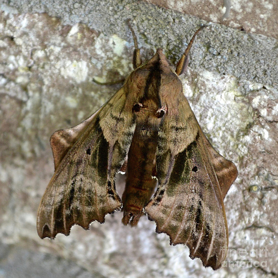 Blinded Sphinx Moth Photograph by Ron Long