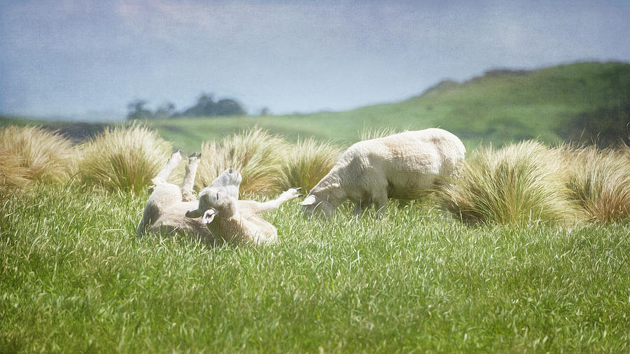 Blissfully Happy New Zealand Sheep Photograph by Joan Carroll