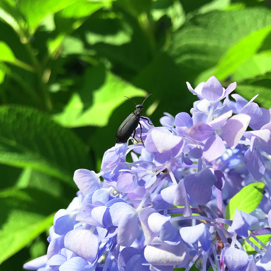 Blister Beetle on Hydrangea 1 Photograph by Amy E Fraser