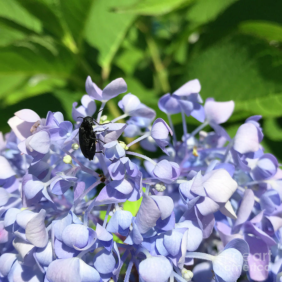 Blister Beetle on Hydrangea 2 Photograph by Amy E Fraser