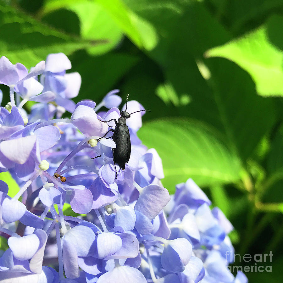 Blister Beetle on Hydrangea 3 Photograph by Amy E Fraser