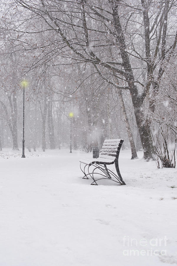 Blizzard in the park Photograph by Juli Scalzi