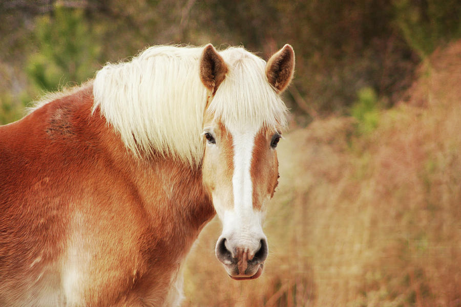 Blond Horse Photograph by Daniela Duncan