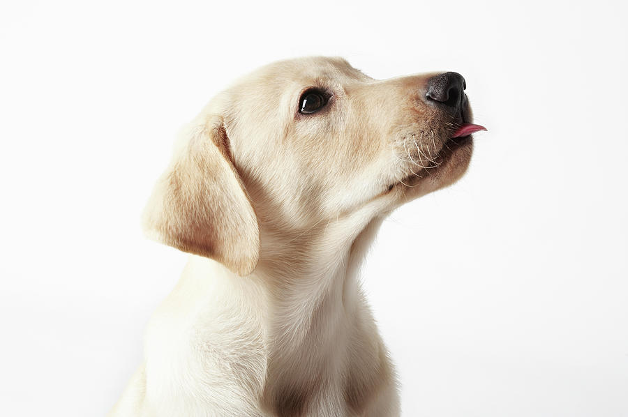 Blond Labrador Puppy Sticking Out Tongue Photograph by Uwe Krejci