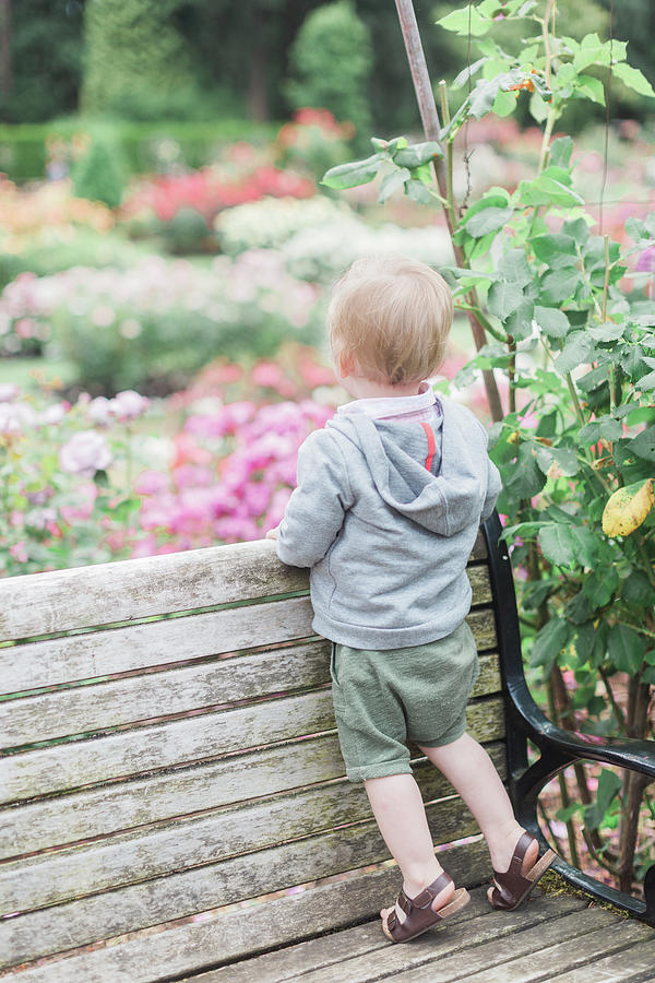 Portland Photograph - Blonde, Caucasian Toddler Boy Stands On Bench In A Rose Garden. by Cavan Images / Marie Elizabeth Photography