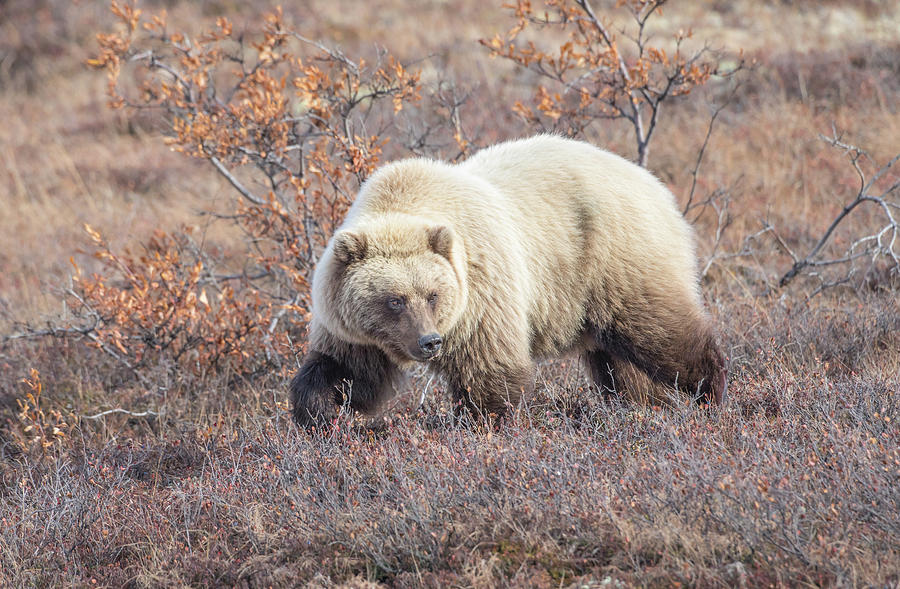 Blonde Grizzly Bear Photograph