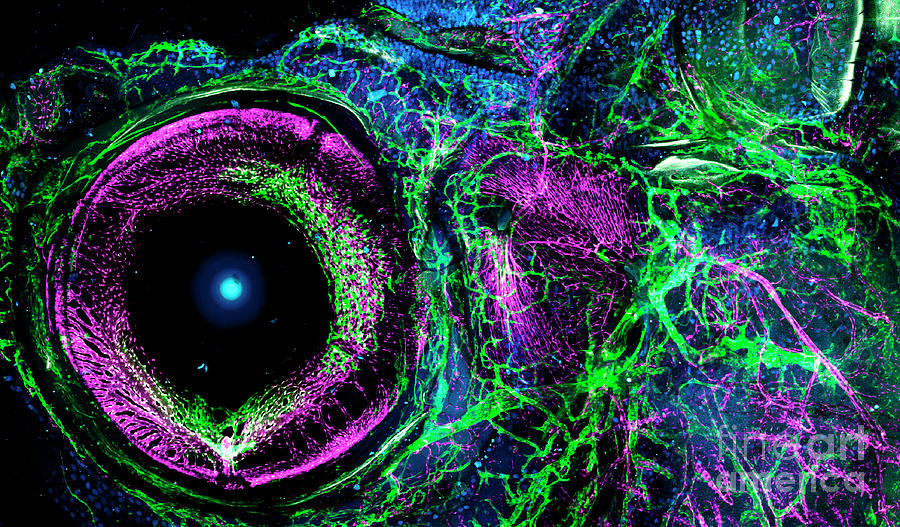 Blood And Lymphatic Vessels Photograph by Daniel Castranova, National Institute Of Child Health And Human Development/national Institutes Of Health/science Photo Library