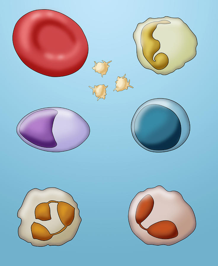 Blood Cell Types, Illustration Photograph by Monica Schroeder