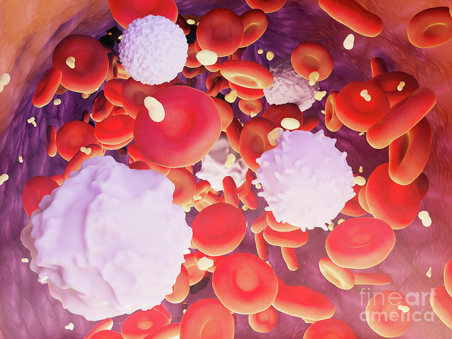 Blood Cells In A Blood Vessel Photograph by Nanoclustering/science Photo Library