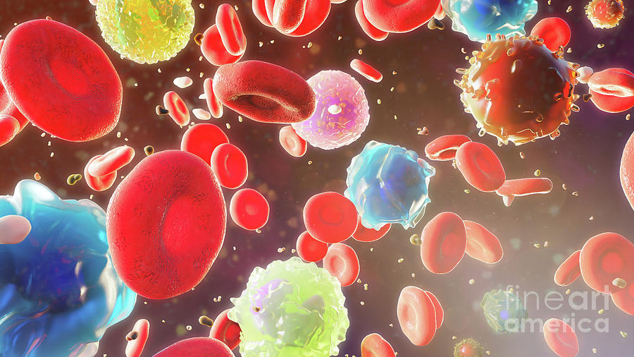 Blood Cells In Solution Photograph by Nanoclustering/science Photo Library
