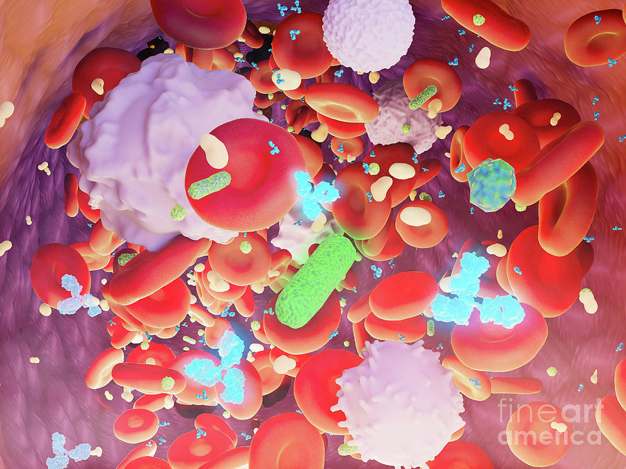 Blood Cells With Antibodies And Bacteria Photograph by Nanoclustering/science Photo Library