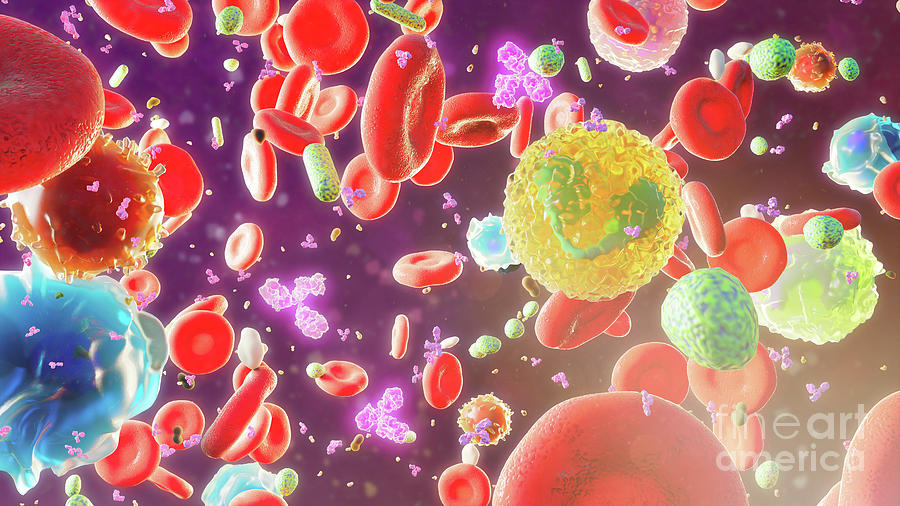 Blood Cells With Igg Antibodies And Bacteria Photograph by Nanoclustering/science Photo Library
