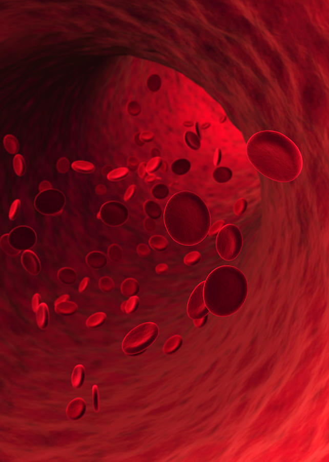 Human Artery Photograph - Blood Cells Xxxl by Kativ