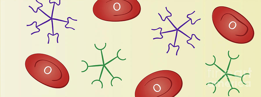 Blood Group Incompatibility Photograph By Jeanette Engqvist/science ...