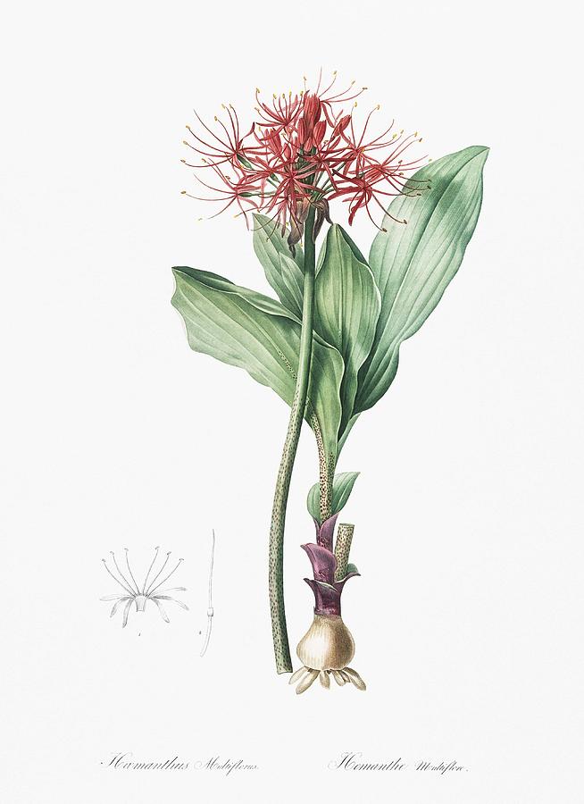 Spring Painting - Blood lily illustration from Les liliacees  1805  by Pierre Joseph Redoute   1759-1840  by Celestial Images