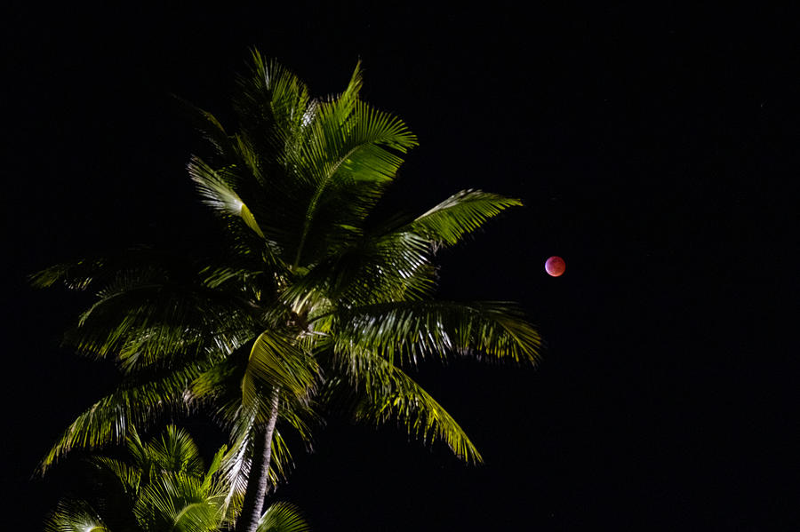 Blood Moon Photograph by David L Moore