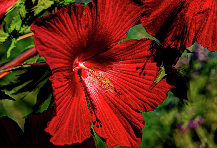 Blood Red Hibiscus Photograph