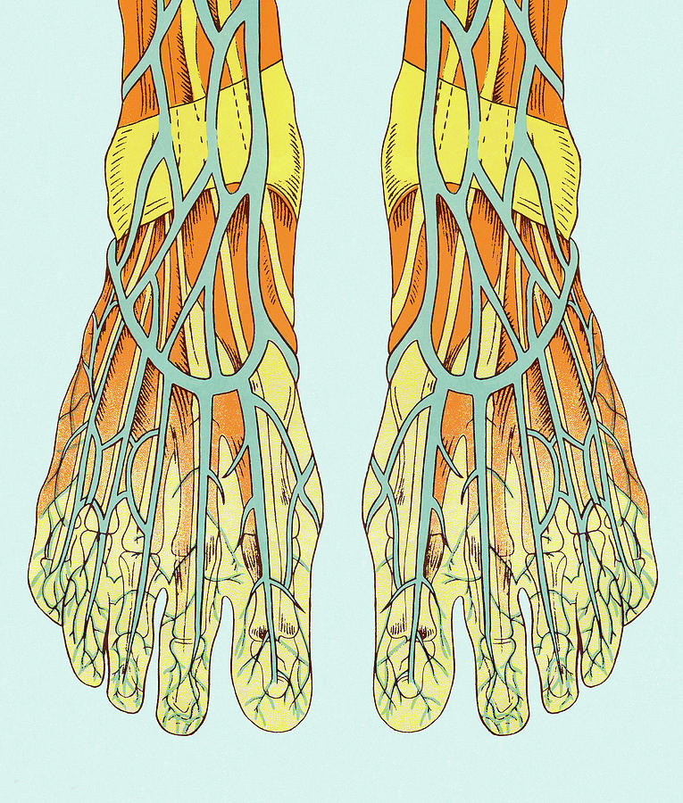 Vintage Drawing - Blood Vessels in Foot by CSA Images