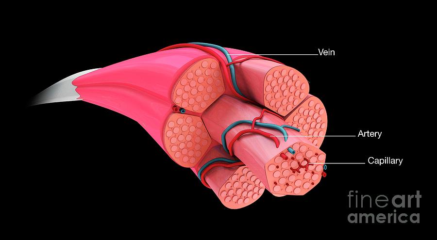 Кровеносные сосуды мышц. Кровеносные сосуды в мышцах. Мышечное волокно.