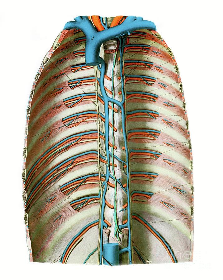 Blood Vessels Of The Chest Photograph by Microscape/science Photo ...