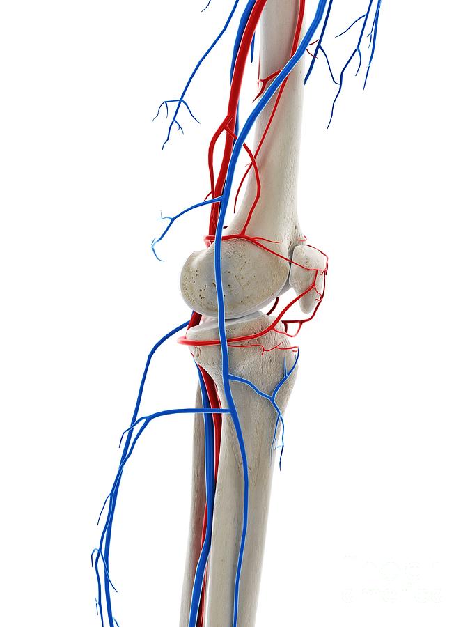 Blood Vessels Of The Knee Photograph by Sebastian Kaulitzki/science ...