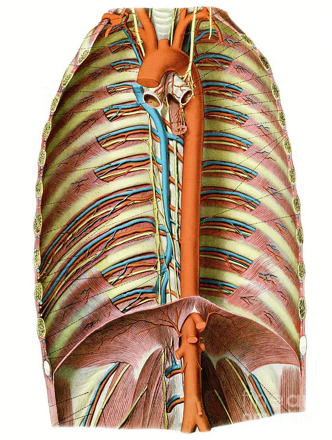 Blood Vessels Of The Thorax Photograph by Microscape/science Photo ...