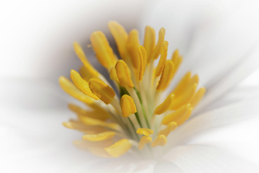 Bloodroot Wildflower Macro - Sanguinaria Canadensis Photograph