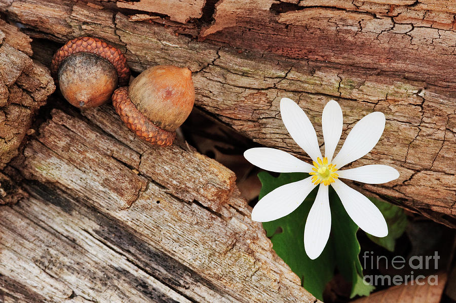 Bloodroot wildflower with acorns Photograph by Mark Graf