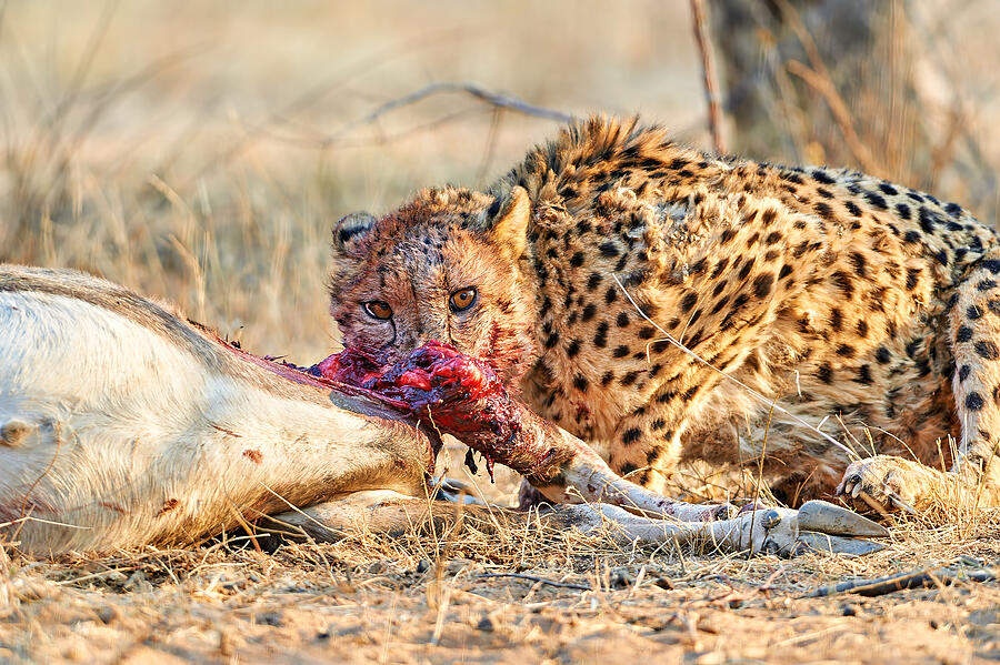 Nature Photograph - Bloody Cheetah In Etosha by Marco Brivio