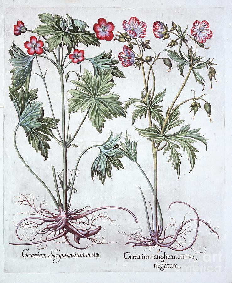 Bloody Cranesbill And Bigroot Cranesbill Drawing by Heritage Images