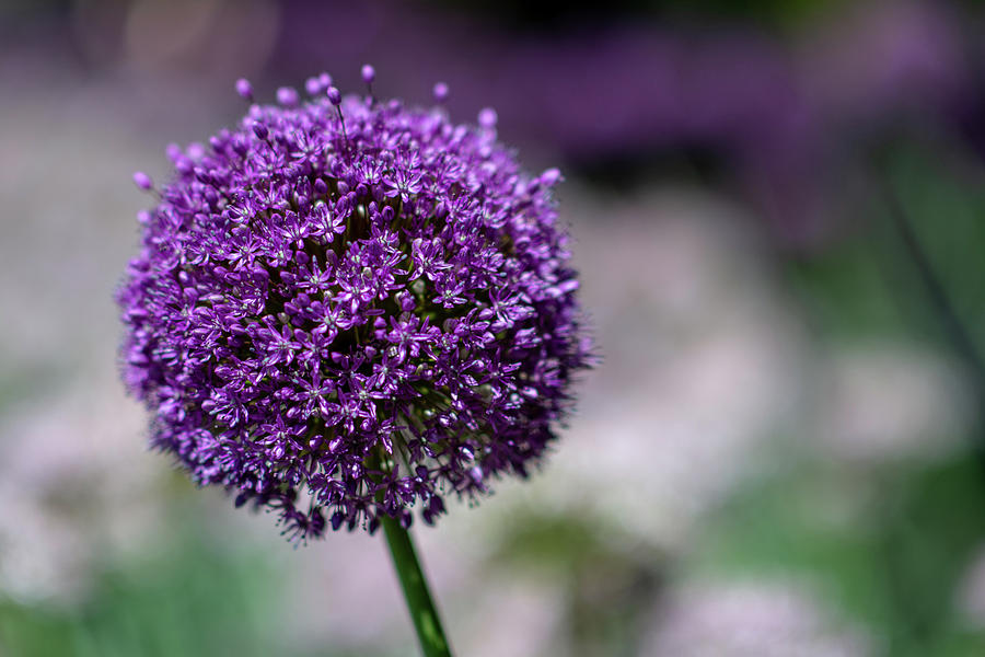 Bloom Photograph by Garrick Besterwitch - Fine Art America