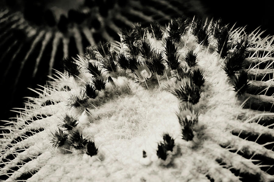 Bloom of Echinocactus Grusonii Cactus BW Photograph by Jenny Rainbow