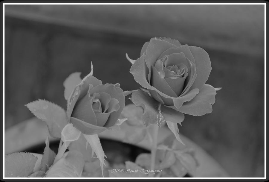 Bloom Of Roses Photograph