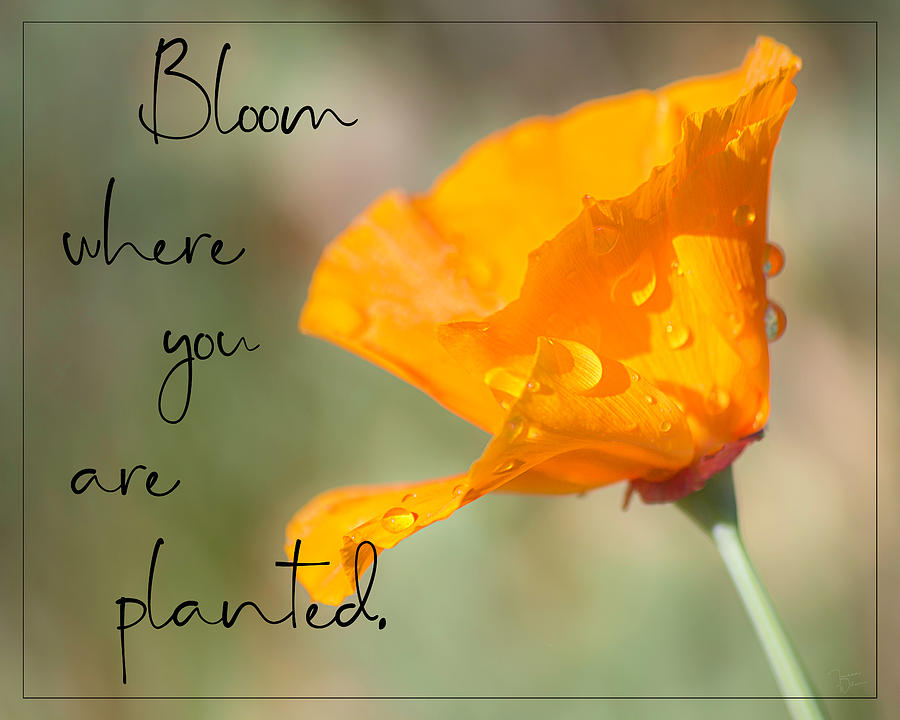 Bloom Where You Are Planted by TL Wilson Photography Photograph by Teresa Wilson