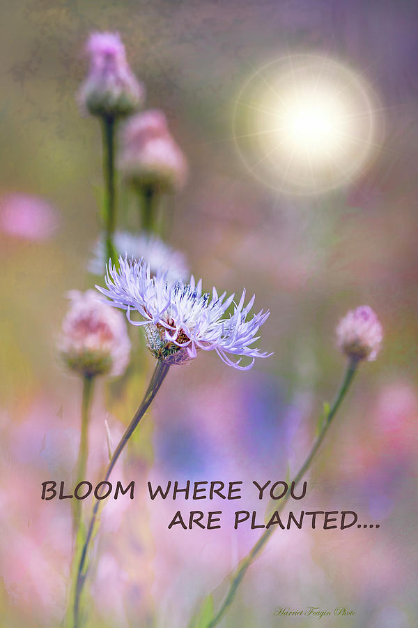 Bloom Where You Are Planted  Photograph by Harriet Feagin