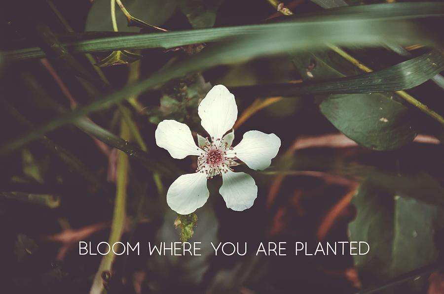 Bloom where you are planted #inspirational  Photograph by Andrea Anderegg