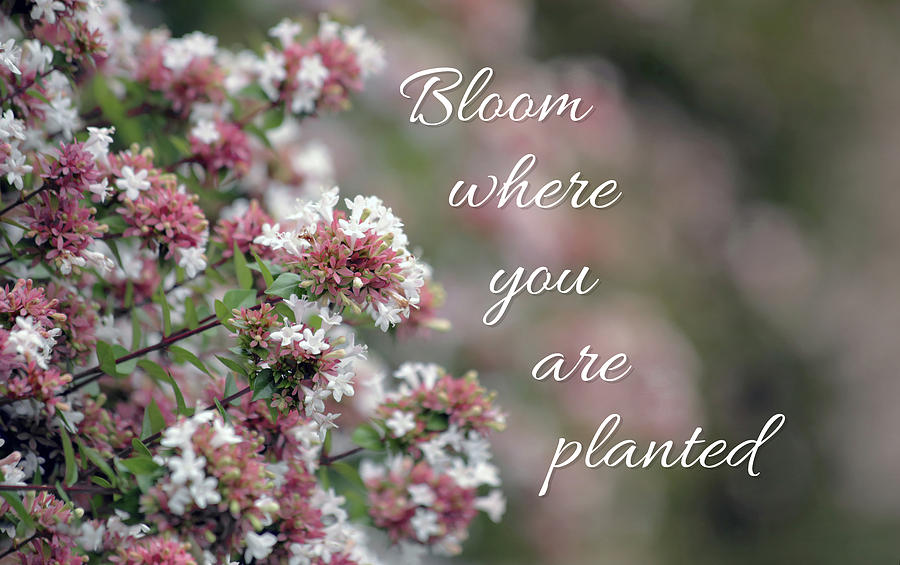 Flower Photograph - Bloom Where You Are Planted by Stamp City