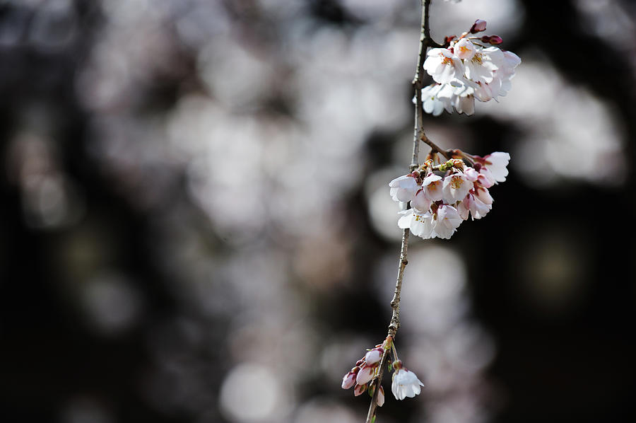 Bloomed Early Sakura Photograph by Kyoto Photo Press