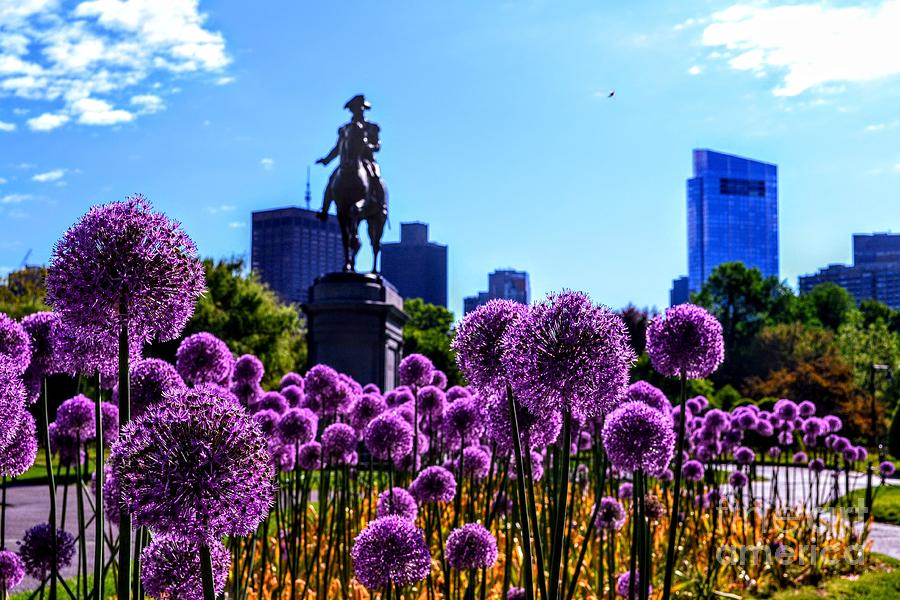 Bloomin Onions - Boston Public Gardens - Boston, Massachusetts Photograph by Dave Pellegrini