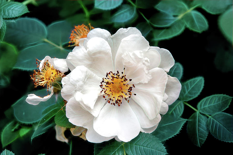 Bloomin' by PAUL COCO Bloomin' by PAUL COCO