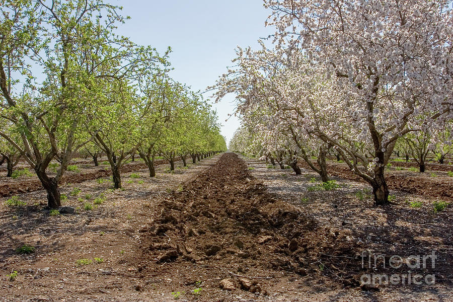 Blooming Almond Trees. W7 Photograph by Harel Stanton