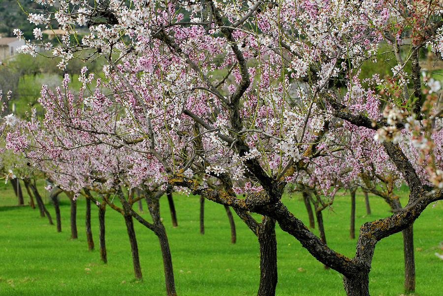 Blooming Almonds, Cala Dor, Mallorca Photograph by Hans-peter Merten