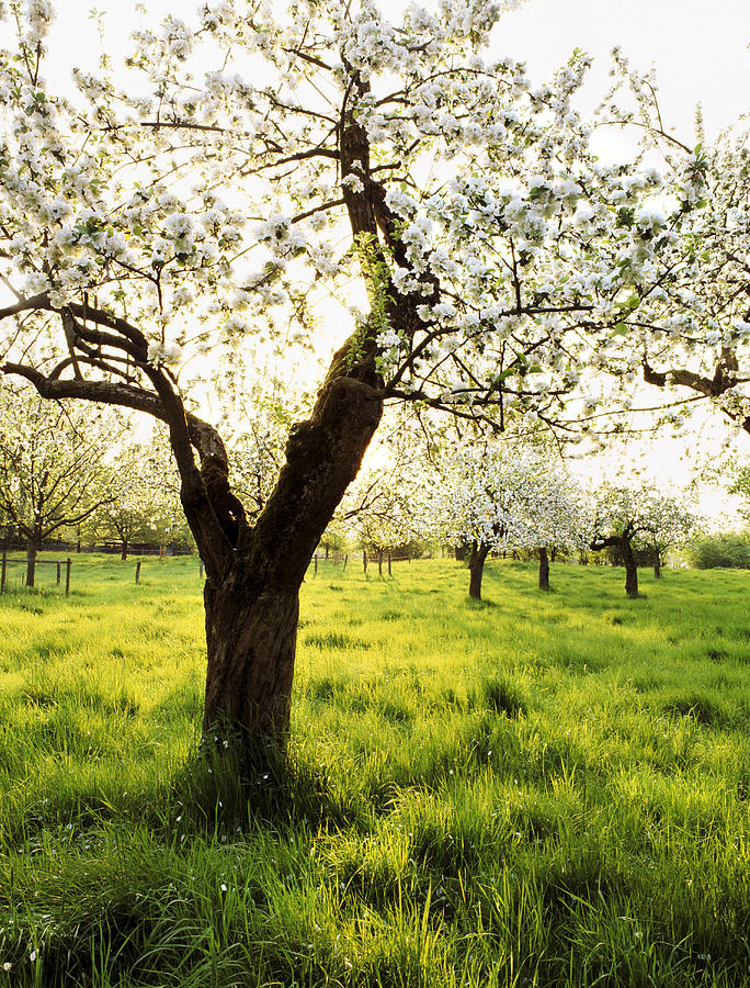 Blooming Apple Trees At River Rhine, Dusseldorf, North Rhine-westphalia ...