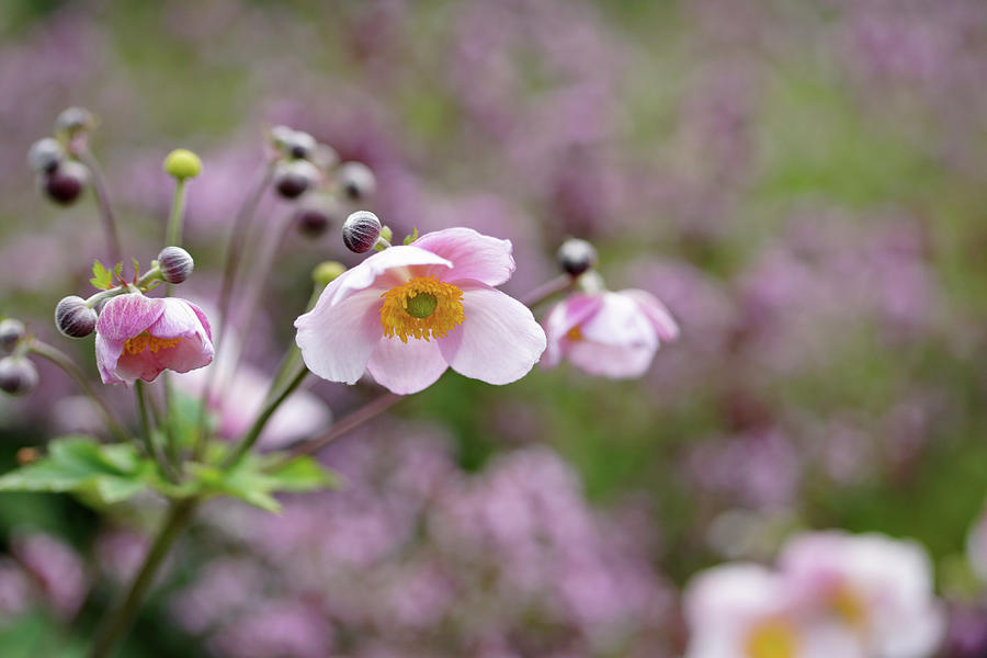 Blooming Autumn Anemone Photograph by Angelica Linnhoff