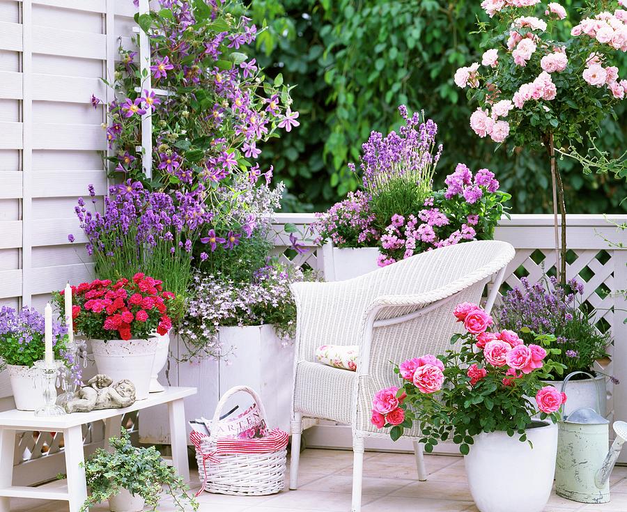 Blooming Balcony In Shades Of Rose, Hot Pink And Purple With White Wicker Chair And White Planters Photograph by Friedrich Strauss