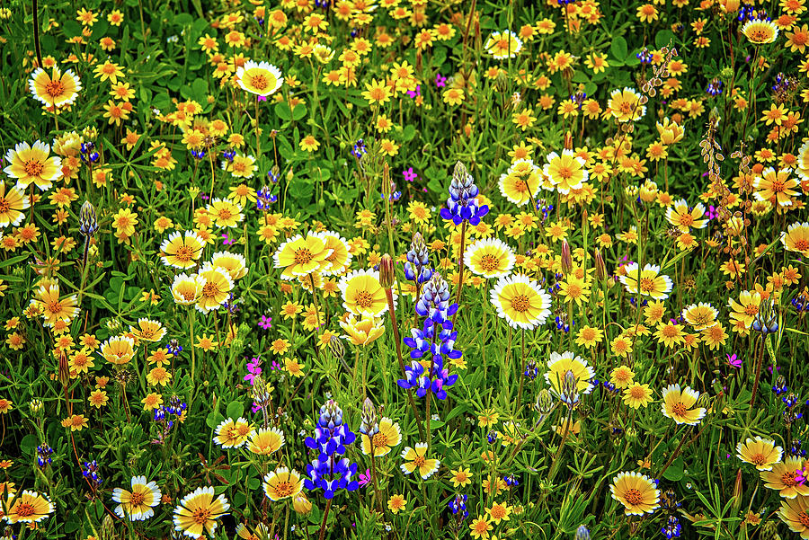 Blooming Beauty - Superbloom 2019 Photograph by Lynn Bauer
