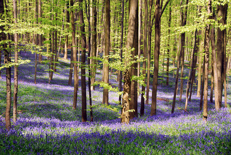 Blooming Bluebells And Beech Trees In Photograph by Brytta