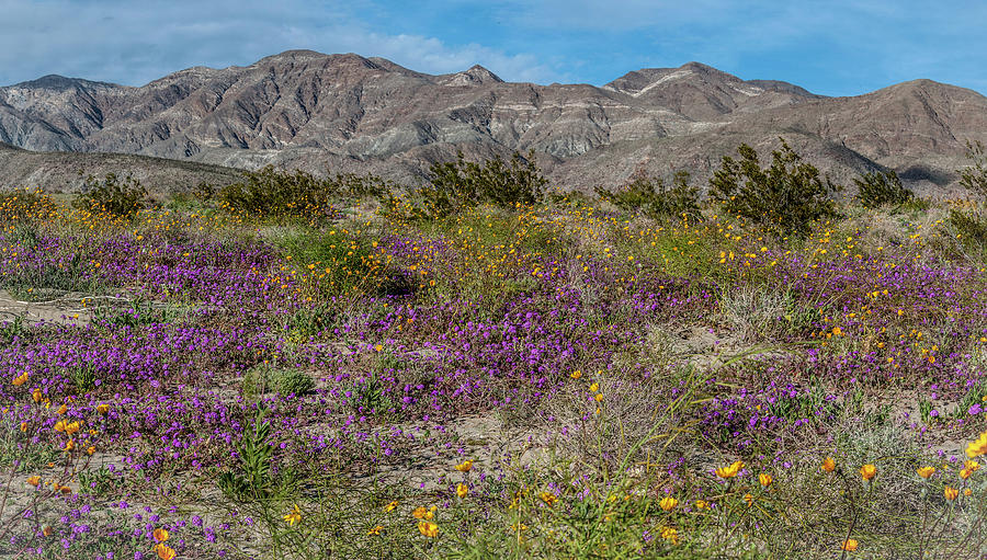 Blooming Borrego Badlands and Santa Rosa Mountains Photograph by Daniel Hebard