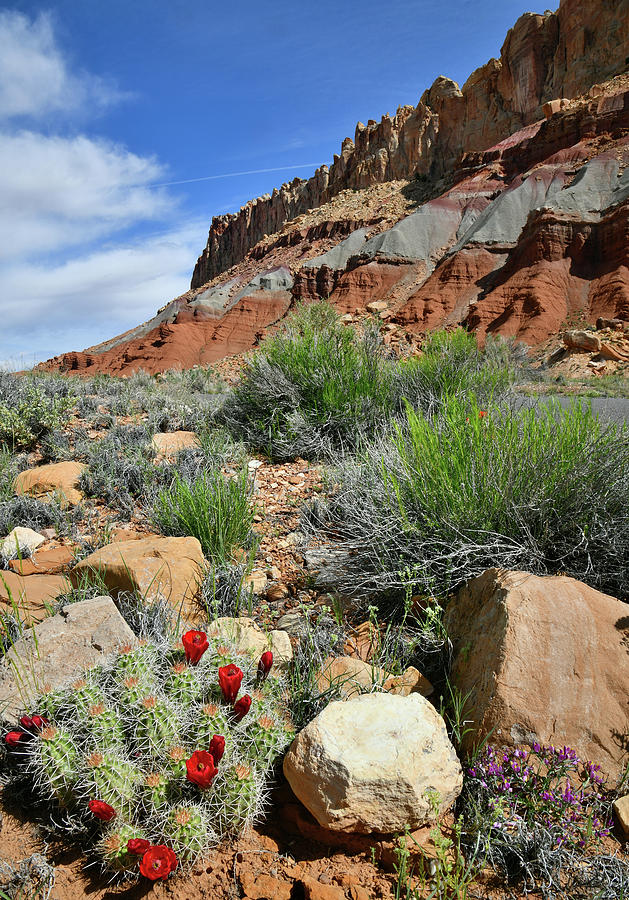 Capitol Reef National Park Photograph - Blooming Cacti along Scenic Drive in Capitol Reef by Ray Mathis
