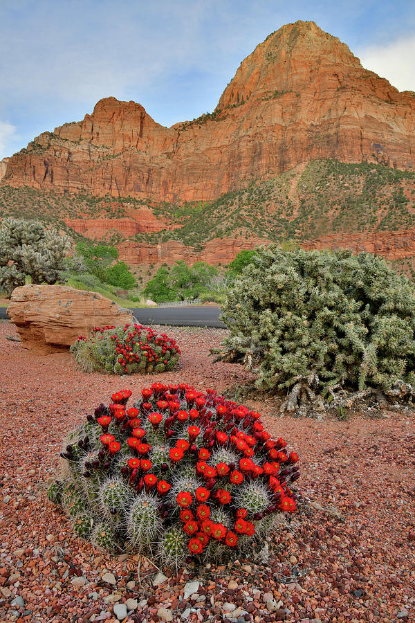 Blooming Cacti in Zion Canyon Photograph by Ray Mathis